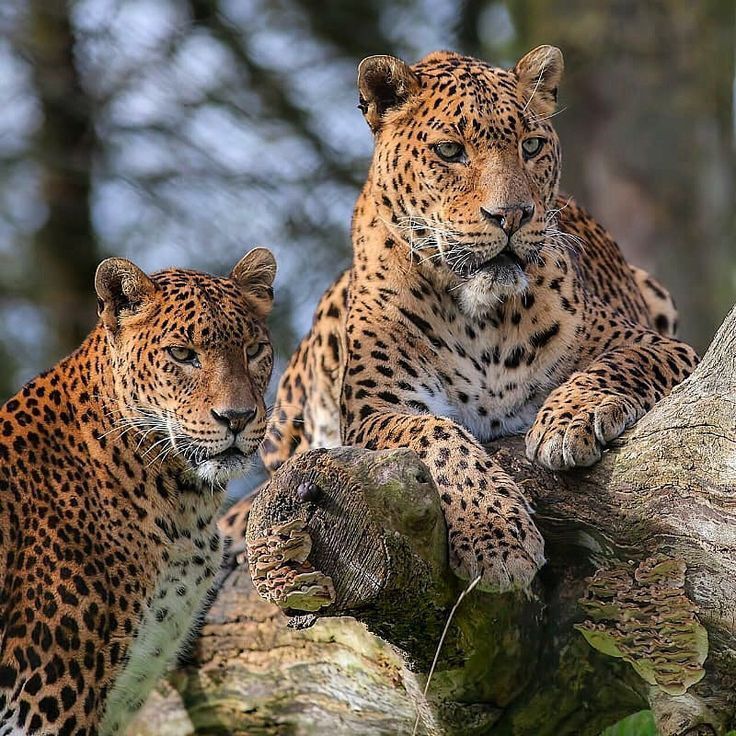 Sri Lankan Leopards